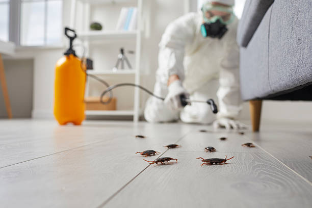 Commercial Kitchen Cockroach Control in North Madison